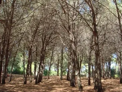 Bois à Capojale sur la côte de Gargano, Italie